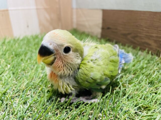 コザクラインコ（小桜インコ）