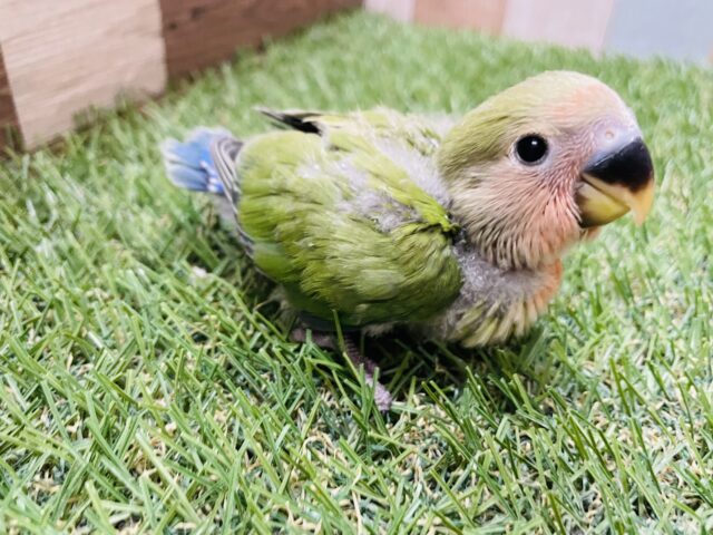 コザクラインコ（小桜インコ）