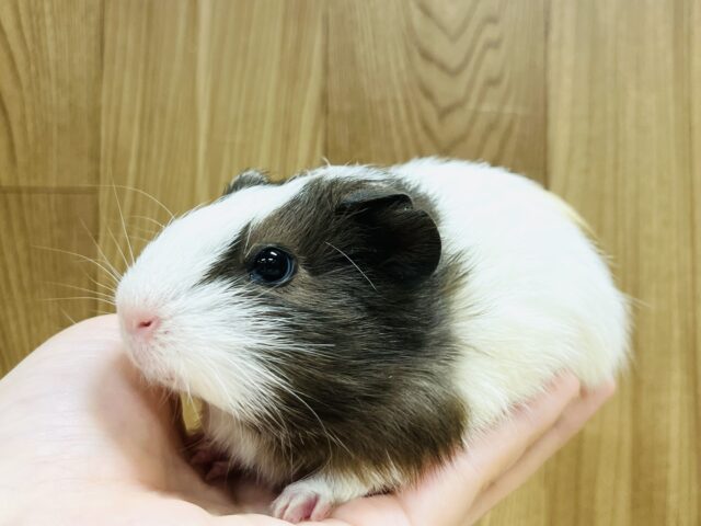 イングリッシュモルモット