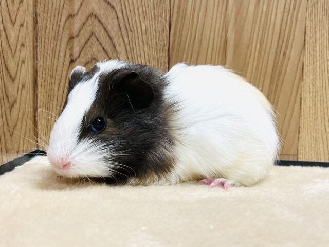 イングリッシュモルモット