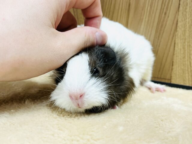 イングリッシュモルモット