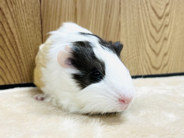イングリッシュモルモット