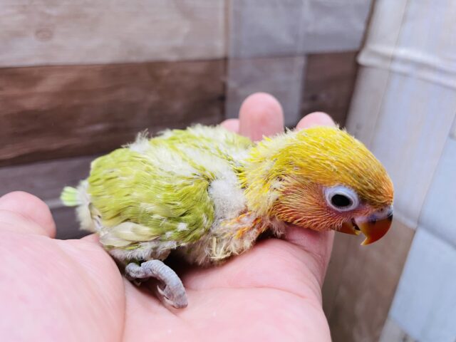 ヤマブキボタンインコ