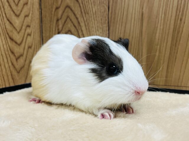 イングリッシュモルモット