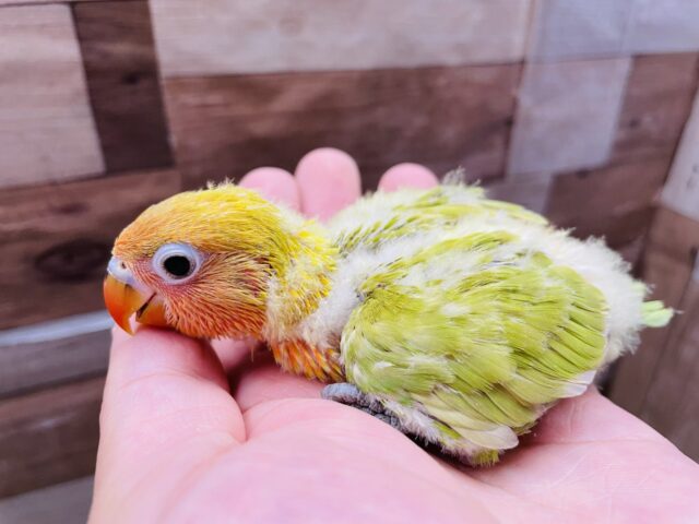 ヤマブキボタンインコ