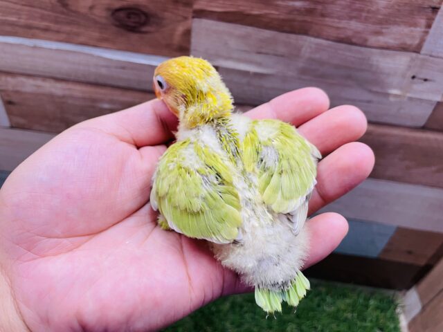 ヤマブキボタンインコ