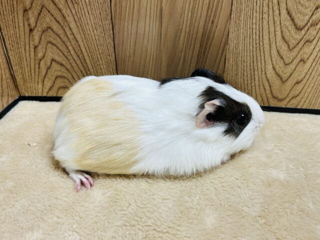 イングリッシュモルモット