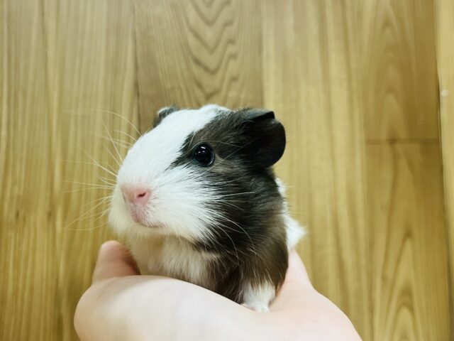 イングリッシュモルモット