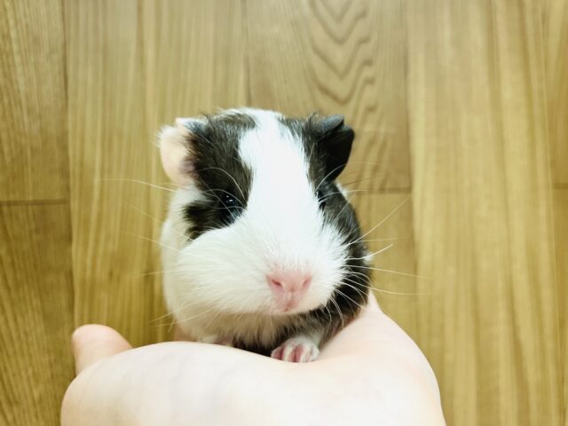 イングリッシュモルモット