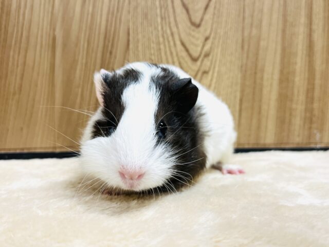 イングリッシュモルモット