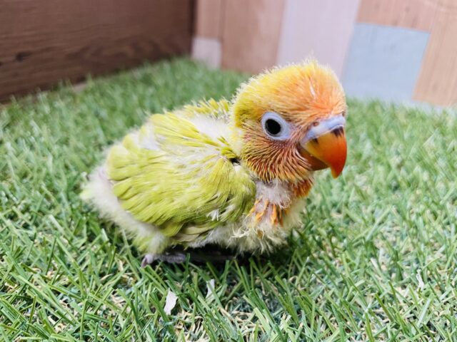 ヤマブキボタンインコ