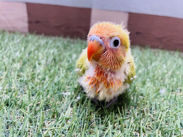 ヤマブキボタンインコ