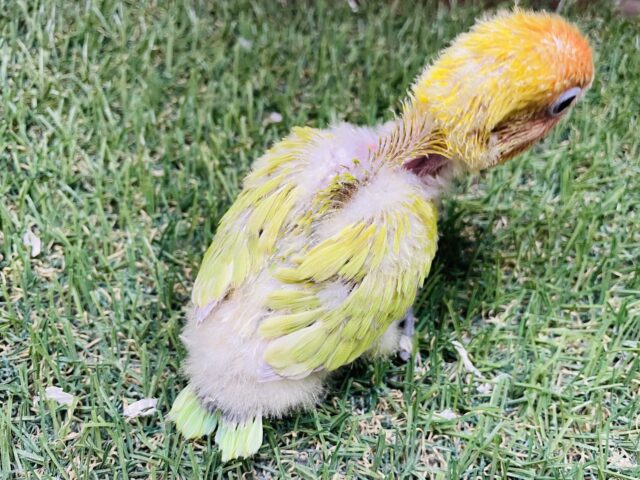 ヤマブキボタンインコ