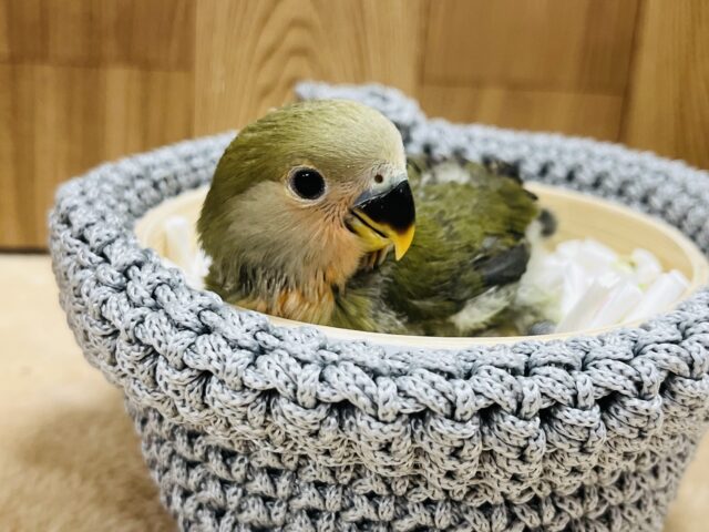 コザクラインコ（小桜インコ）