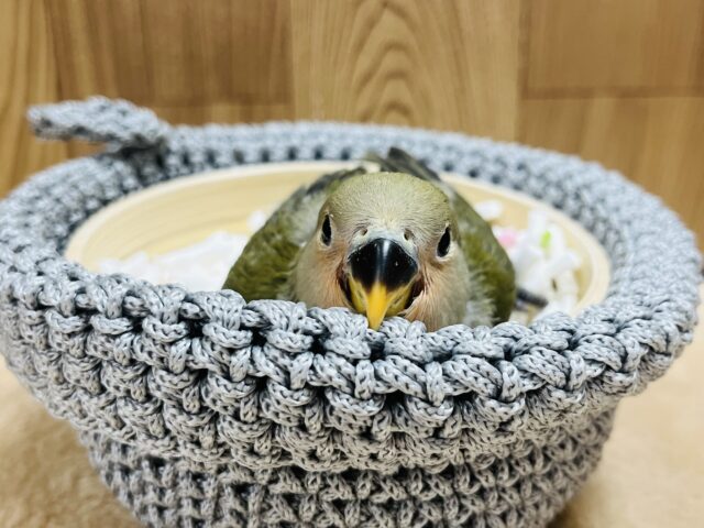 コザクラインコ（小桜インコ）