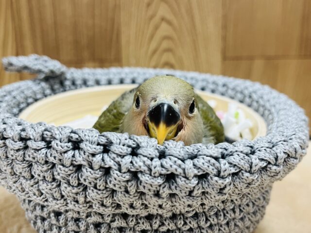 コザクラインコ（小桜インコ）