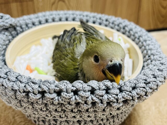 コザクラインコ（小桜インコ）