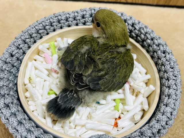 コザクラインコ（小桜インコ）