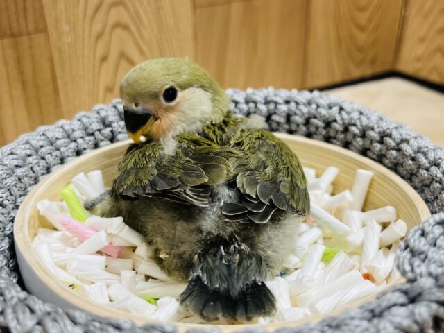 コザクラインコ（小桜インコ）