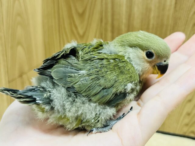 コザクラインコ（小桜インコ）
