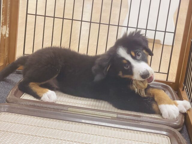 バーニーズマウンテンドッグ