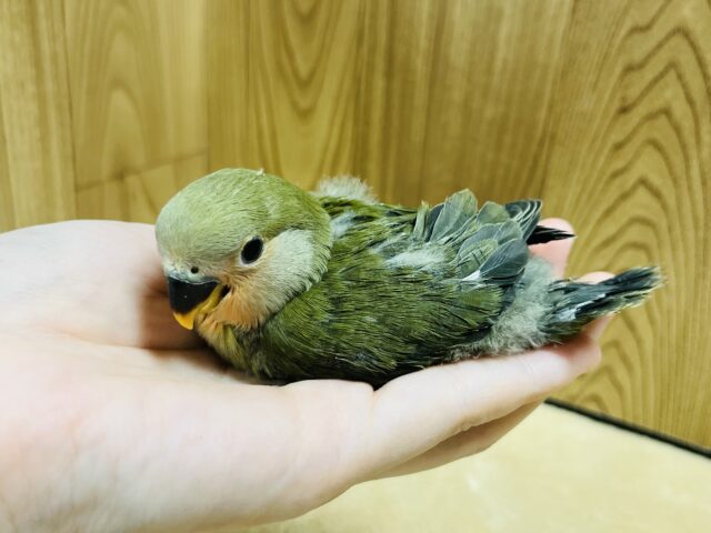 コザクラインコ（小桜インコ）