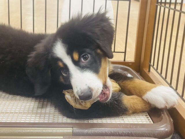 バーニーズマウンテンドッグ