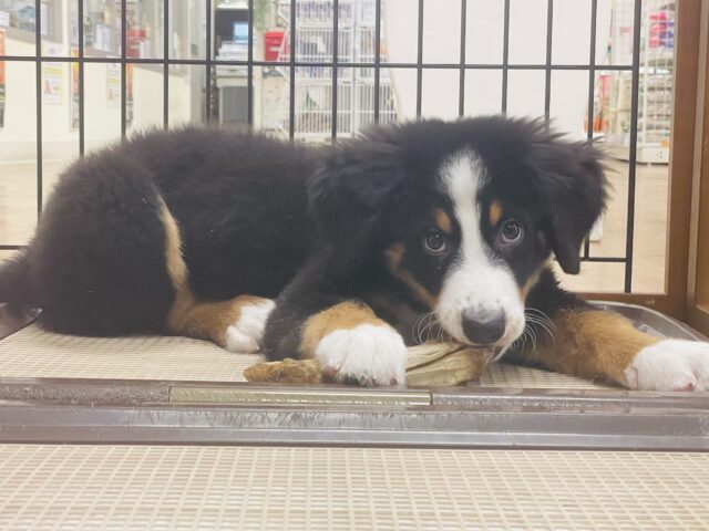 バーニーズマウンテンドッグ