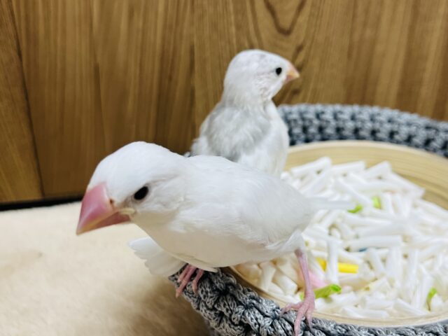 白文鳥