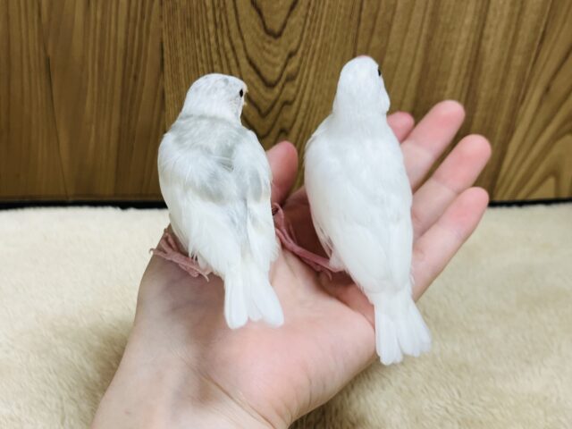 白文鳥
