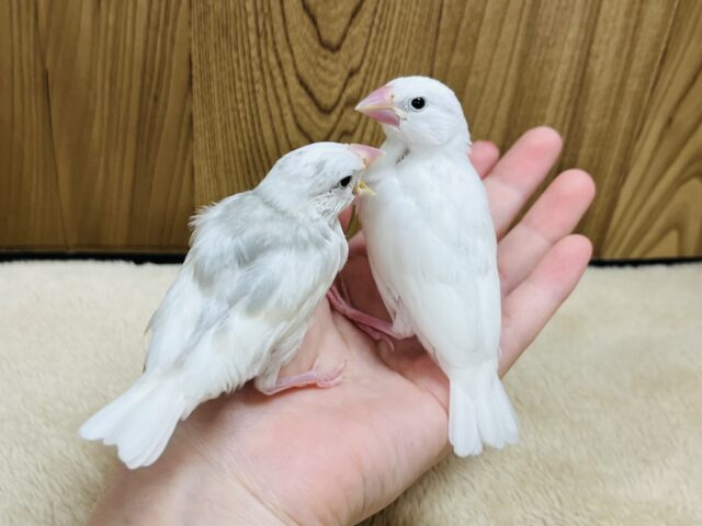 白文鳥