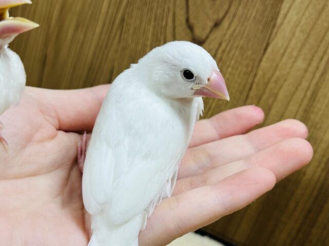 白文鳥