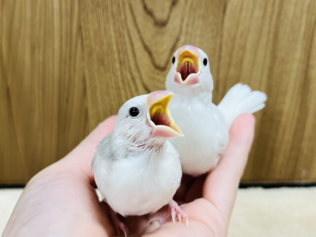 白文鳥