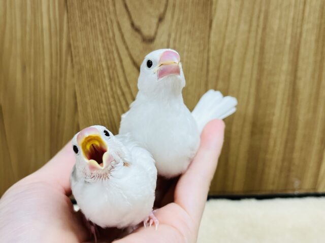 白文鳥