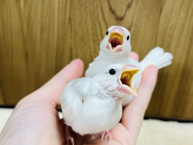 白文鳥