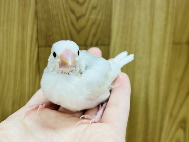 白文鳥