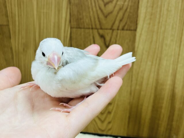 白文鳥