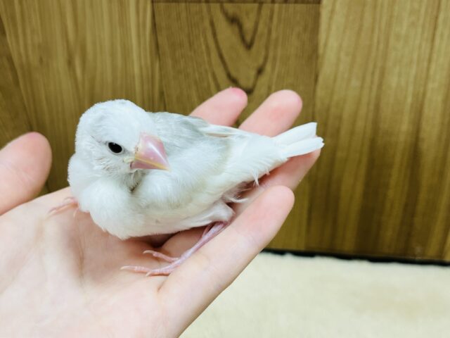 白文鳥