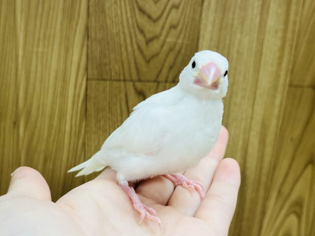白文鳥