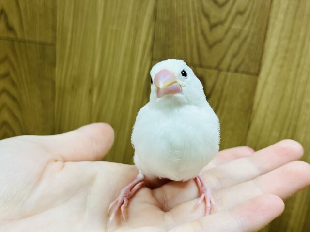 白文鳥