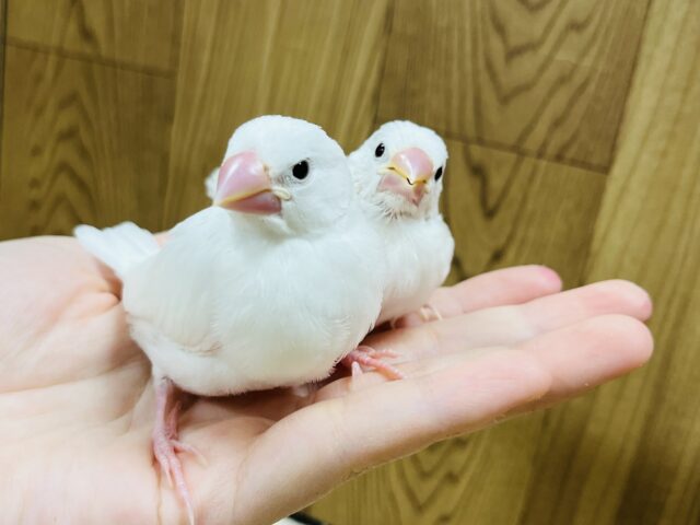 白文鳥