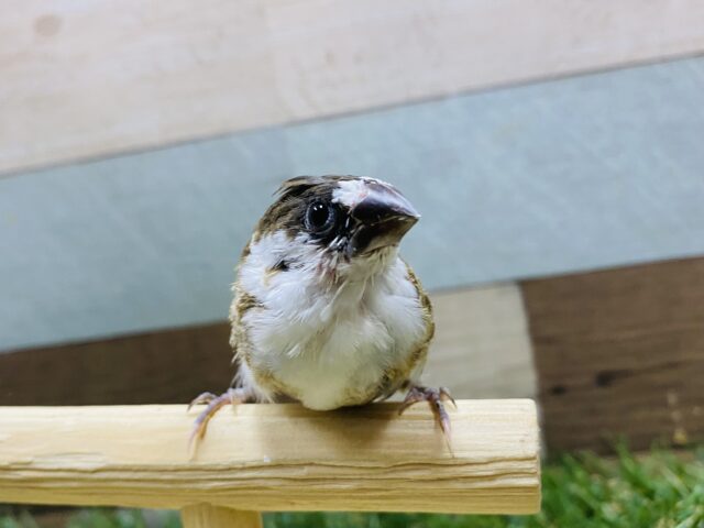 最新画像有り❗️ミニミニサイズの可愛いヒナさん!十姉妹!! 十姉妹(ジュウシマツ)