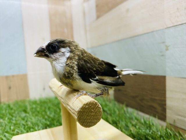 最新画像有り❗️ミニミニサイズの可愛いヒナさん!十姉妹!! 十姉妹(ジュウシマツ)