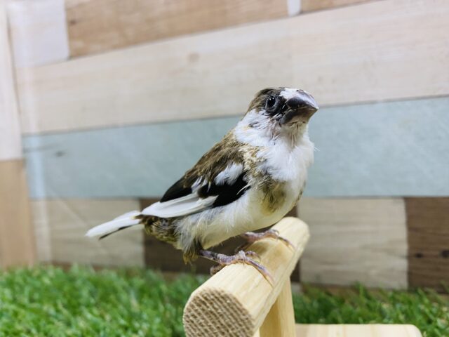 最新画像有り❗️ミニミニサイズの可愛いヒナさん!十姉妹!! 十姉妹(ジュウシマツ)