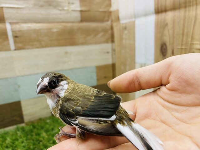 十姉妹（ジュウシマツ）