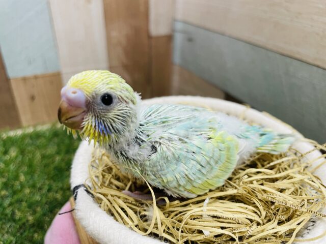 セキセイインコ