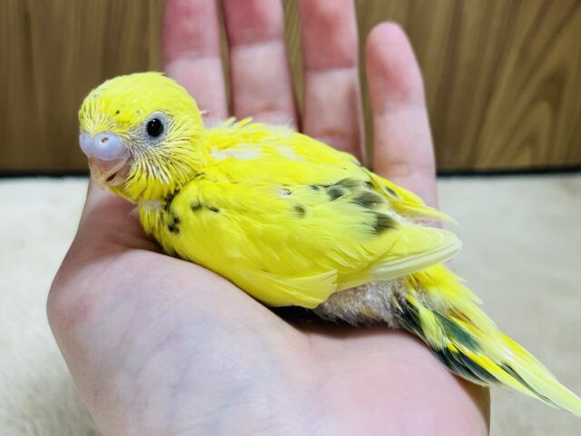 セキセイインコ