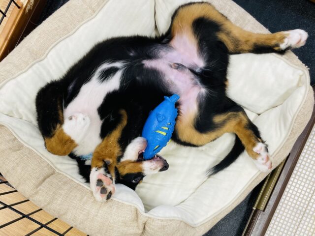 バーニーズマウンテンドッグ