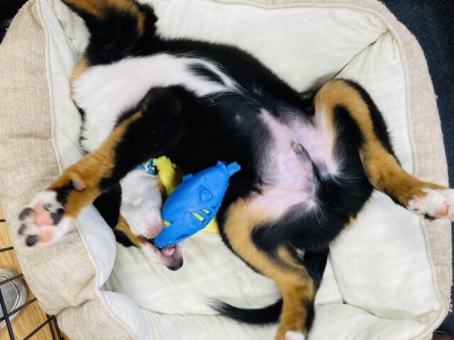 バーニーズマウンテンドッグ