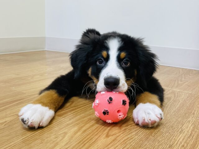 バーニーズマウンテンドッグ